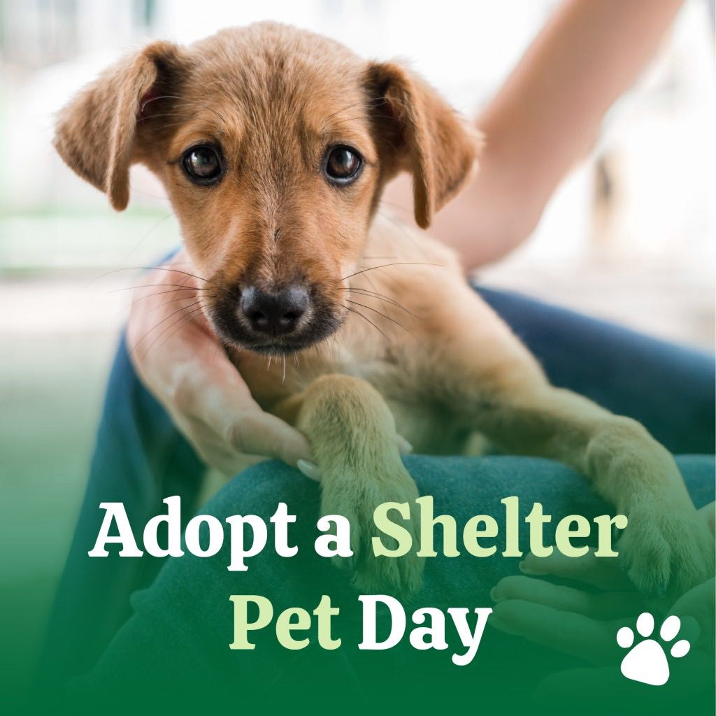 National Adopt a Shelter Pet Day Paul Jacobs